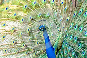 Beautiful Indian peacockÂ displaying his tail